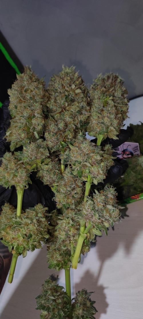 Godness Flower. Week 16