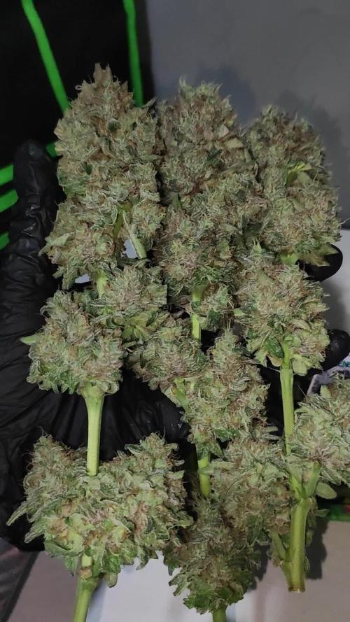 Godness Flower
