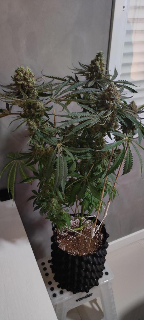 Godness Flower. Week 16