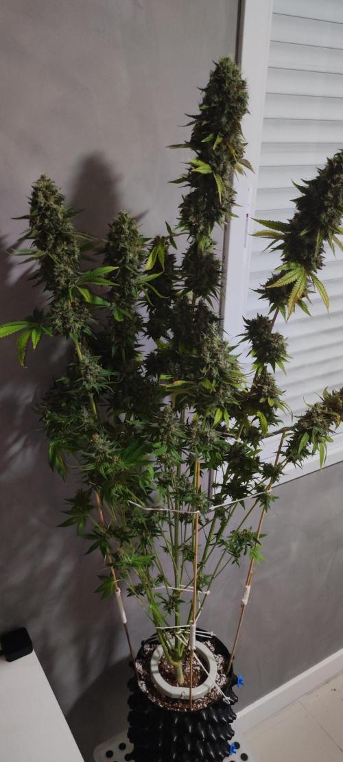 Lambeijax #2. Week 16