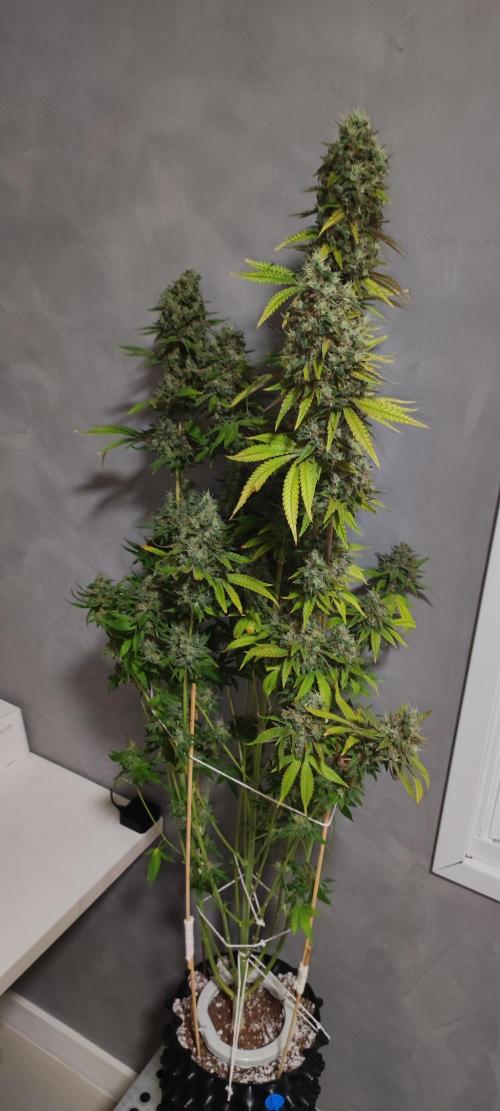 Lambeijax #2. Week 16