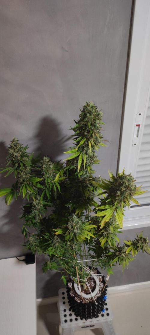 Lambeijax #2. Week 16