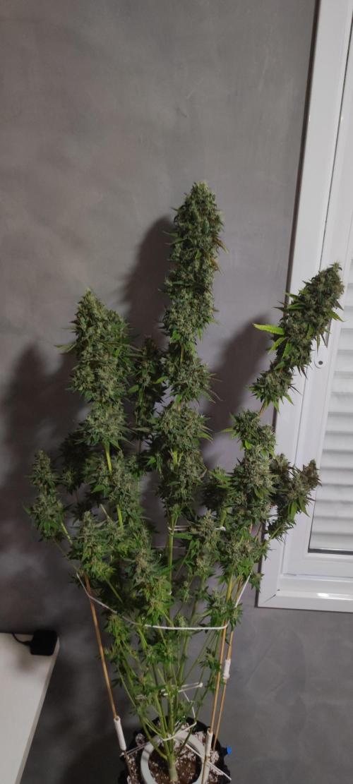 Lambeijax #2. Week 16