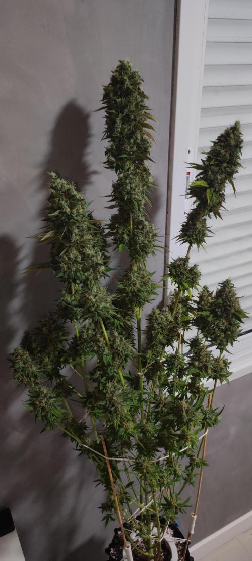 Lambeijax #2. Week 16