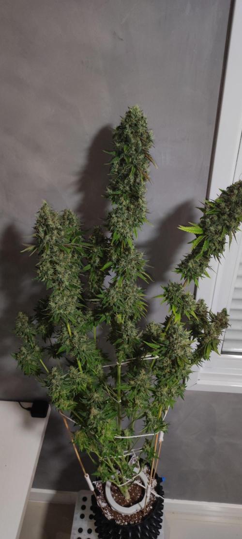 Lambeijax #2. Week 16