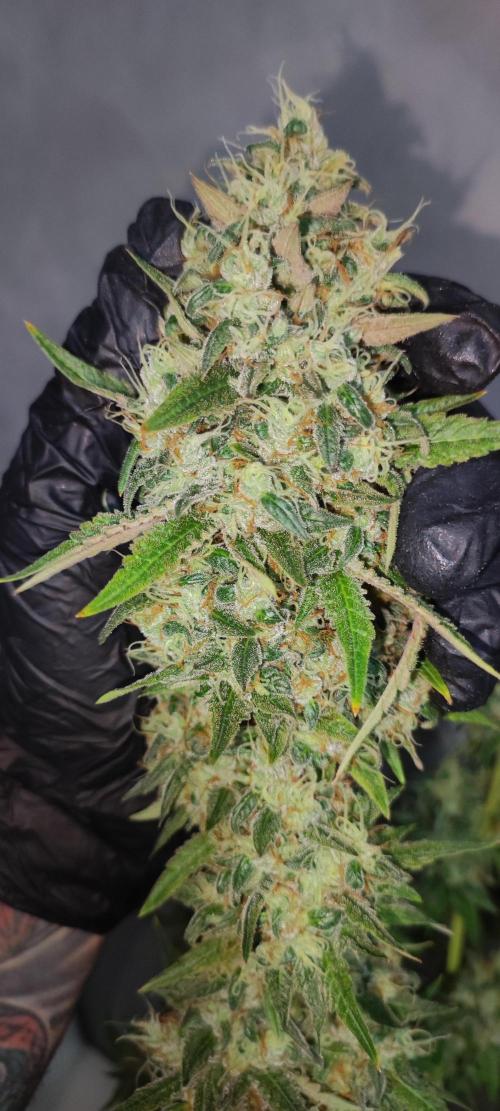 Lambeijax #2. Week 16