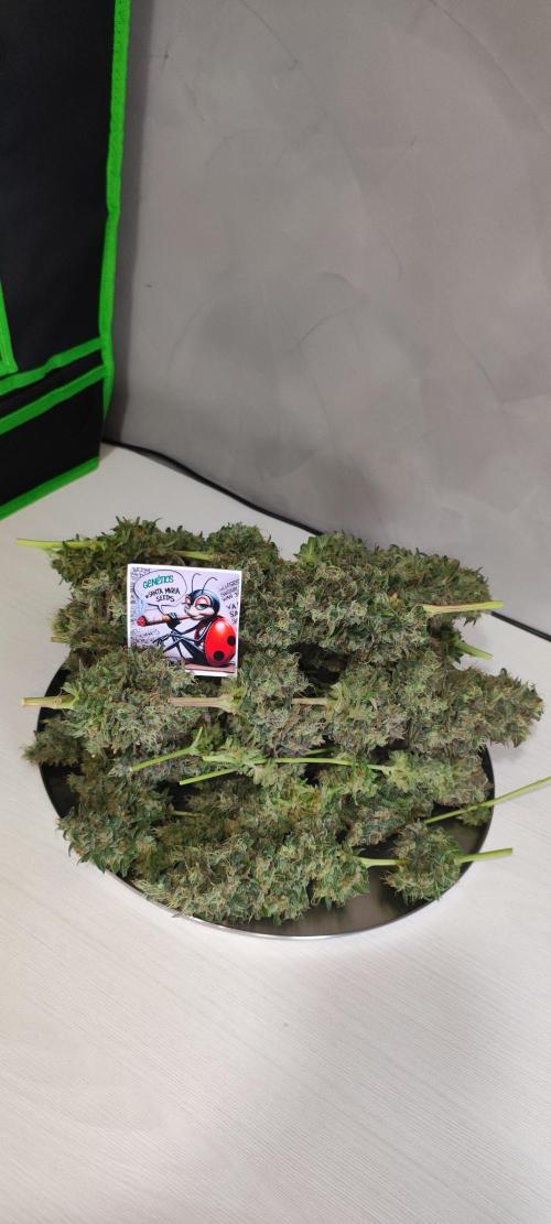 Lambeijax #2. Week 16