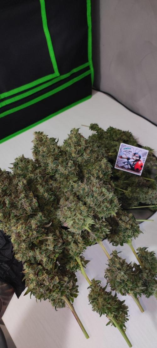 Lambeijax #2. Week 16