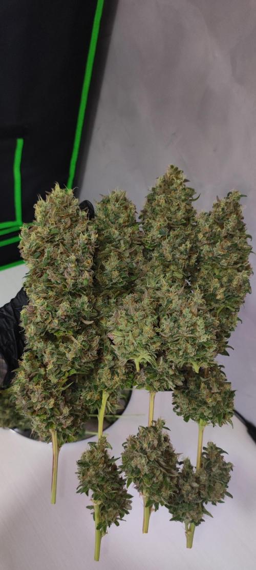 Lambeijax #2. Week 16