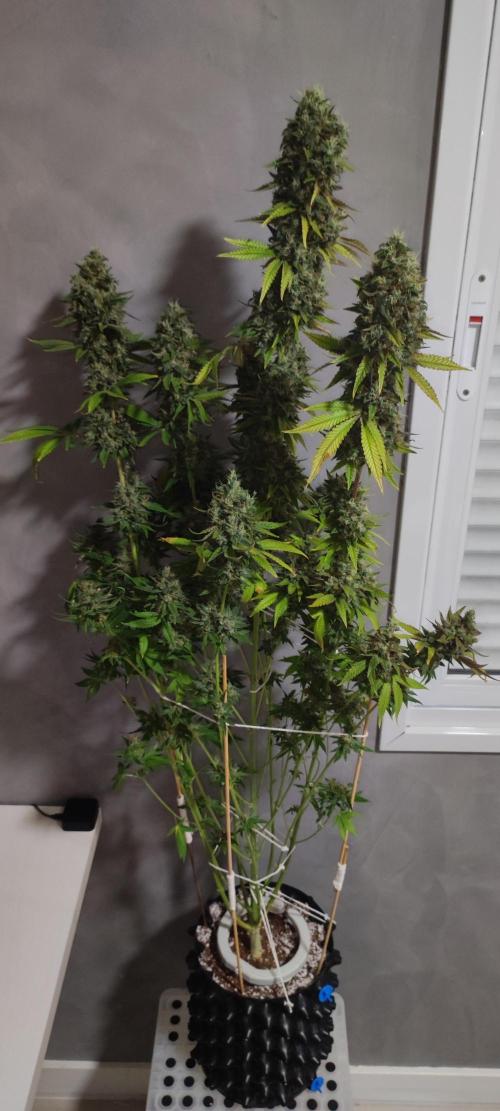 Lambeijax #2. Week 16