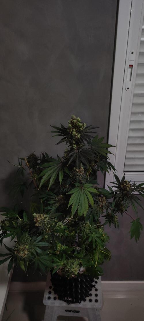 Godness Flower #2. Week 16