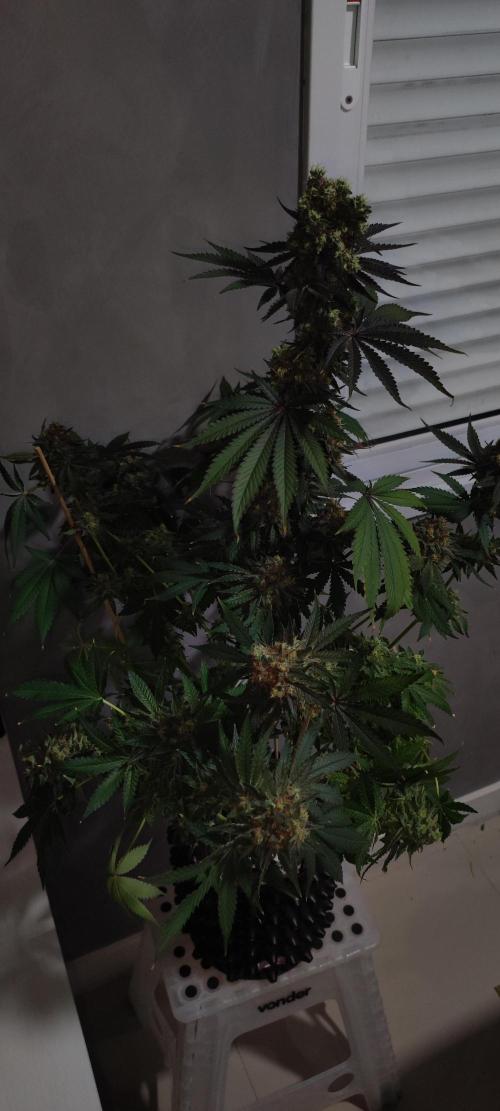 Godness Flower #2. Week 16