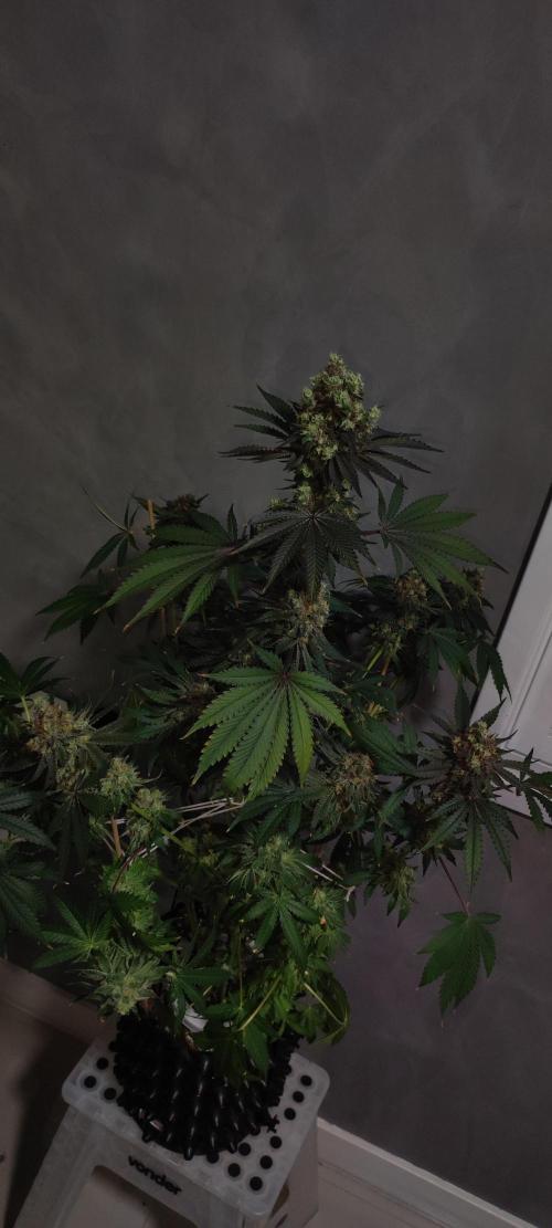 Godness Flower #2. Week 16