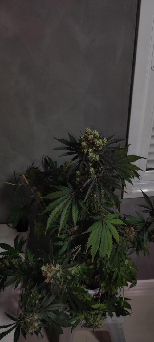 Godness Flower #2. Week 16