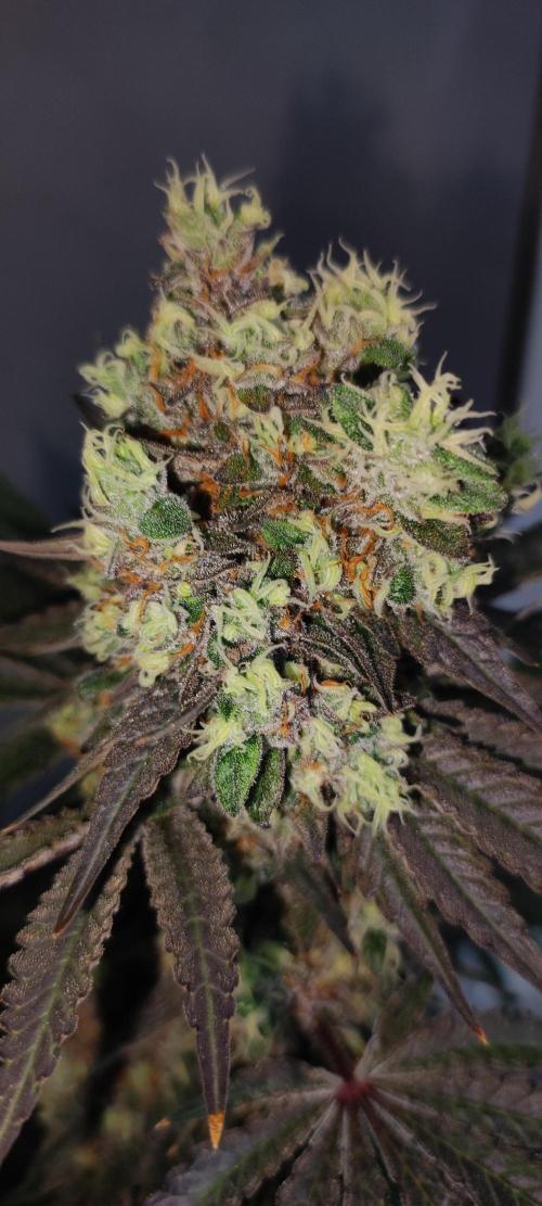 Godness Flower #2. Week 16