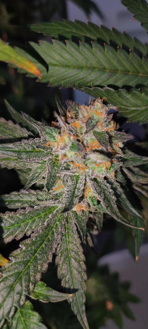 Godness Flower #2. Week 16