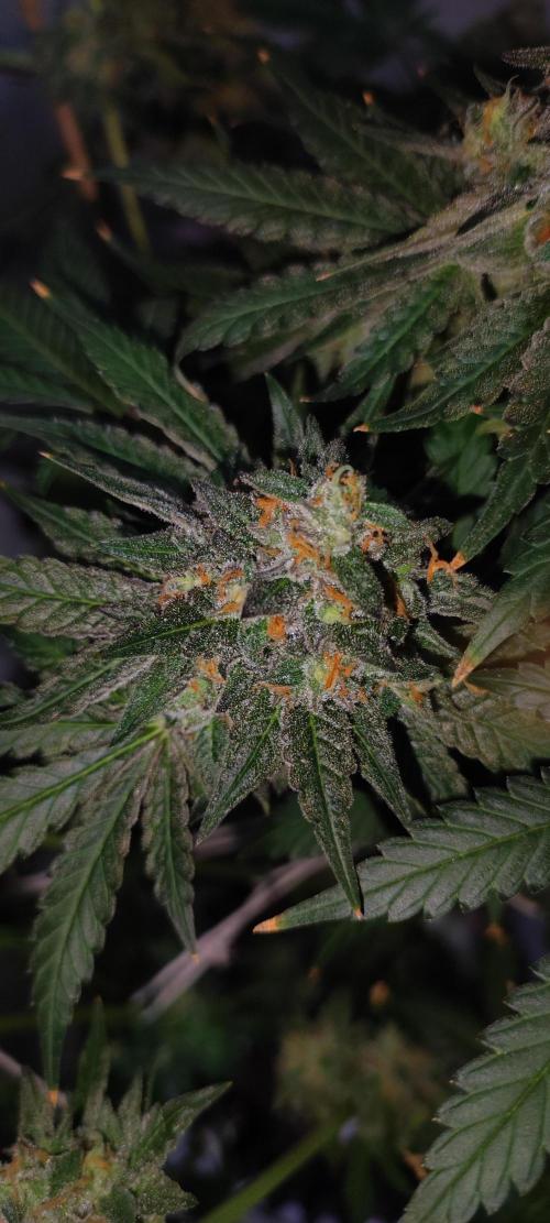 Godness Flower #2. Week 16