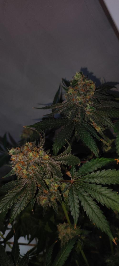 Godness Flower #2. Week 16