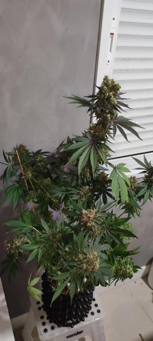 Godness Flower #2. Week 16