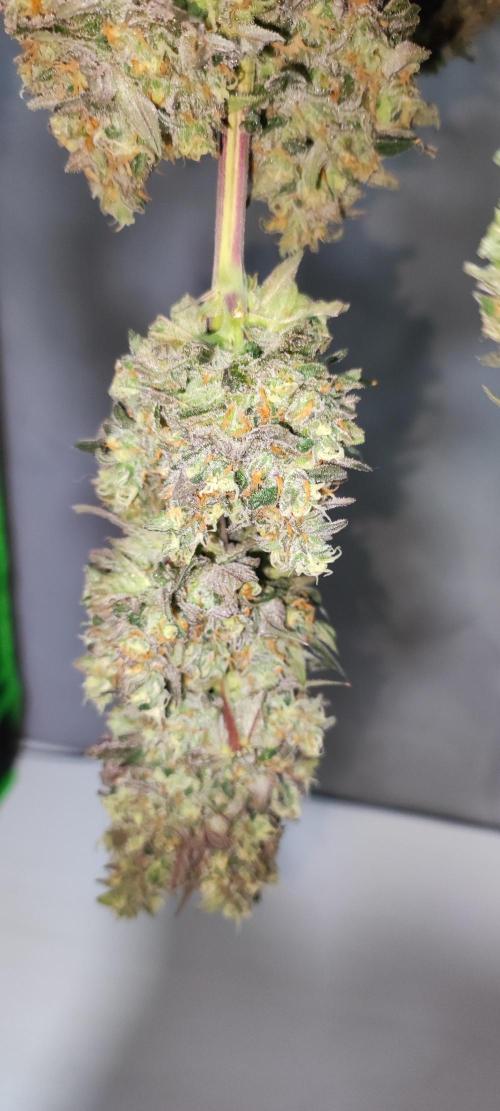 Godness Flower #2. Week 16