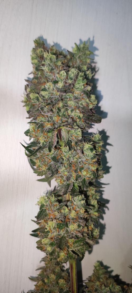 Godness Flower #2. Week 16