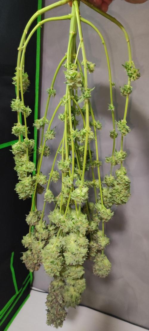 Godness Flower #2. Week 16