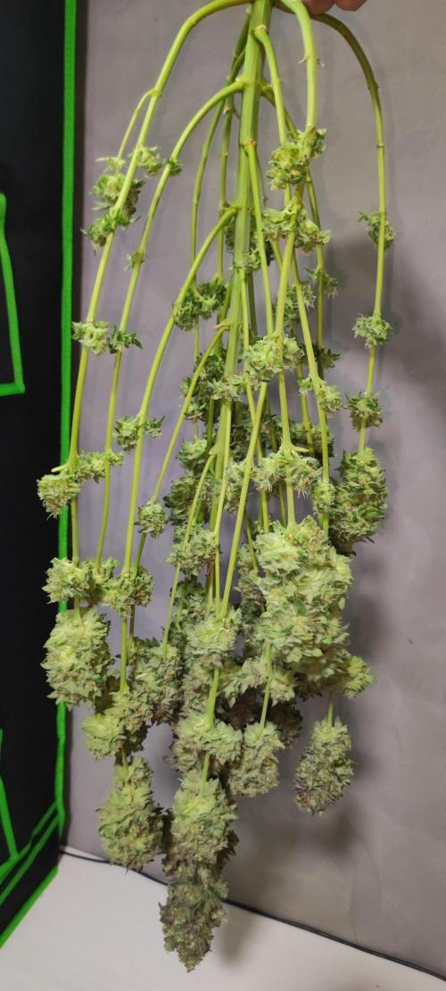 Godness Flower #2. Week 16