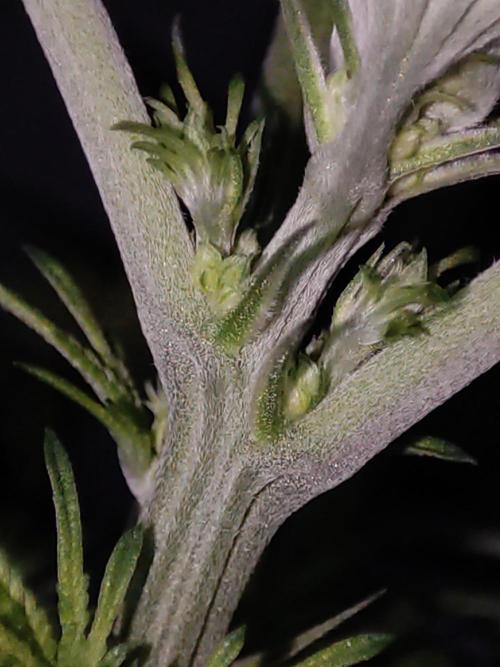 White Widow x Freakshow. Week 7