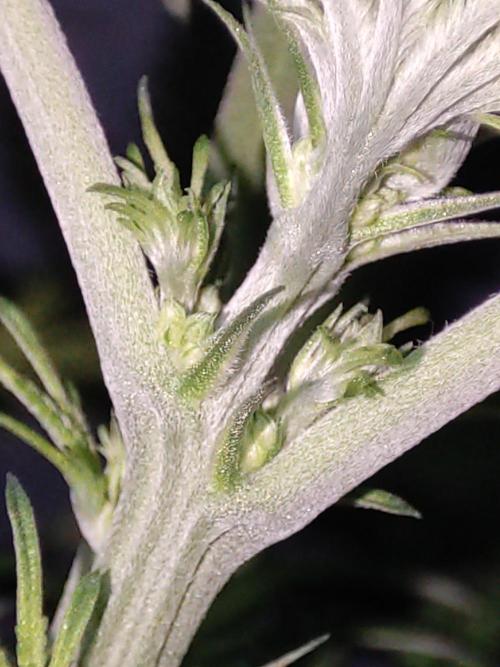 White Widow x Freakshow. Week 7