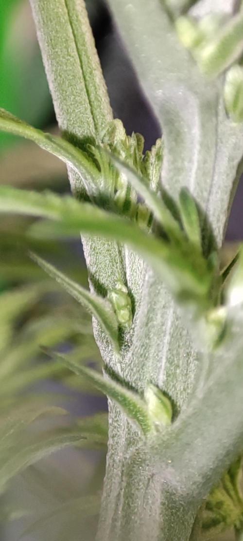 White Widow x Freakshow. Week 7