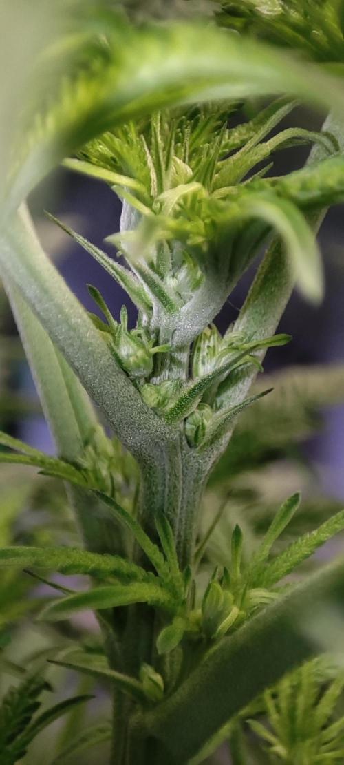 White Widow x Freakshow. Week 7