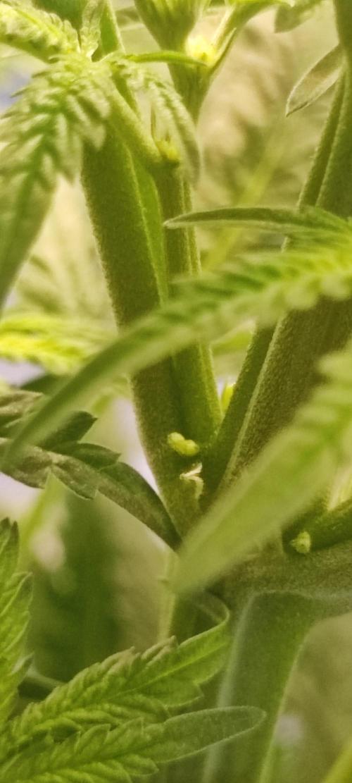 White Widow x Freakshow. Week 7