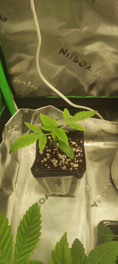 White Widow. Week 1
