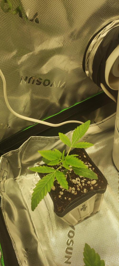 White Widow. Week 1