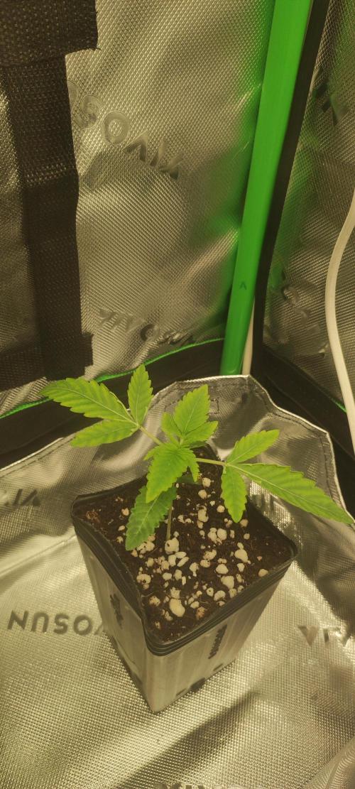 White Widow. Week 1
