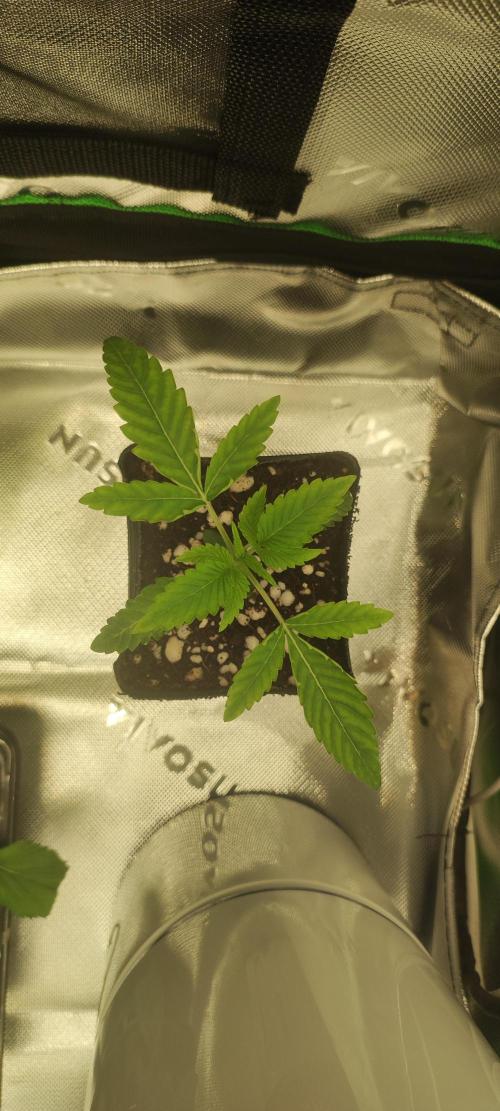 White Widow. Week 1