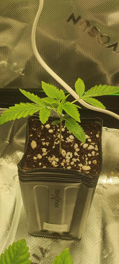 White Widow. Week 1