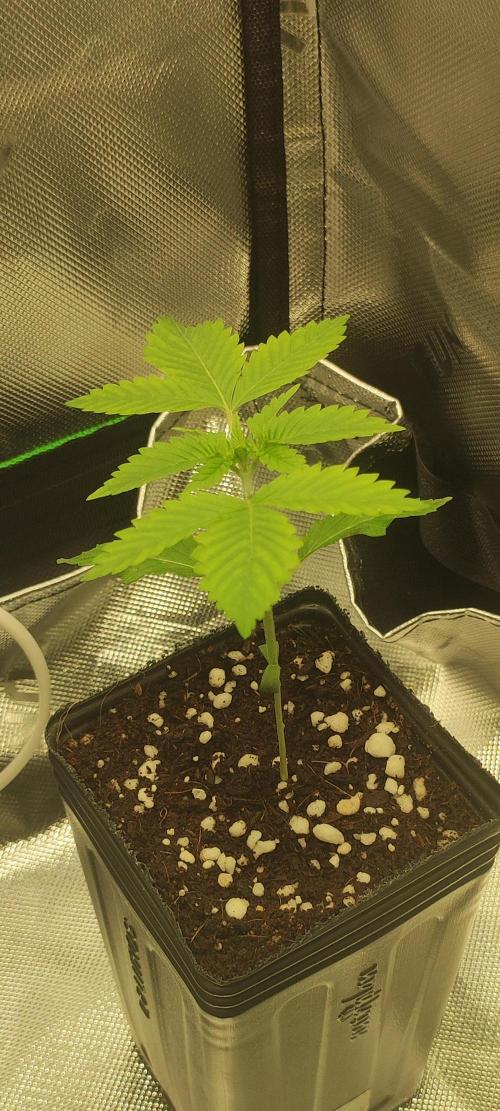 Zkittlez. Week 1