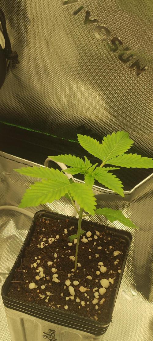Zkittlez. Week 1