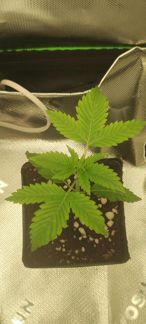 Zkittlez. Week 1