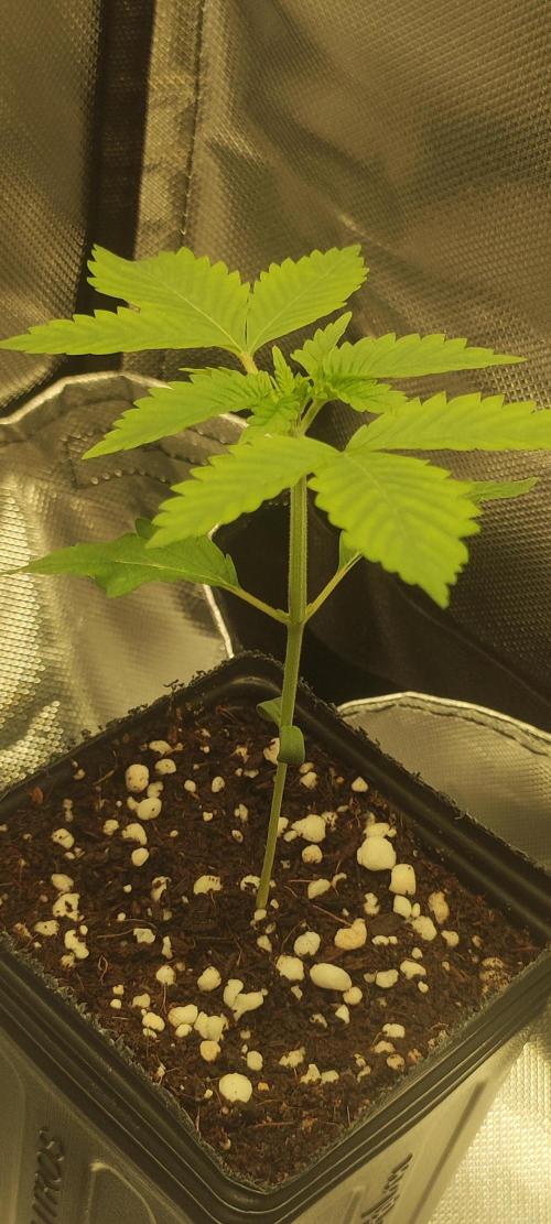 Zkittlez. Week 1