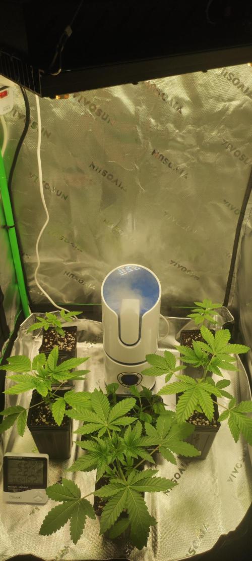 Zkittlez. Week 1