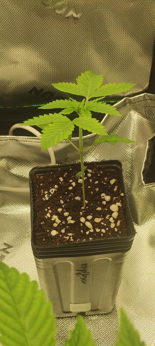 Zkittlez. Week 1