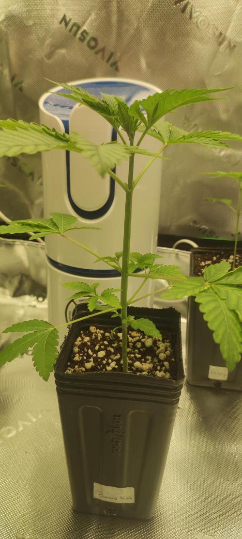 Banana Kush. Week 2