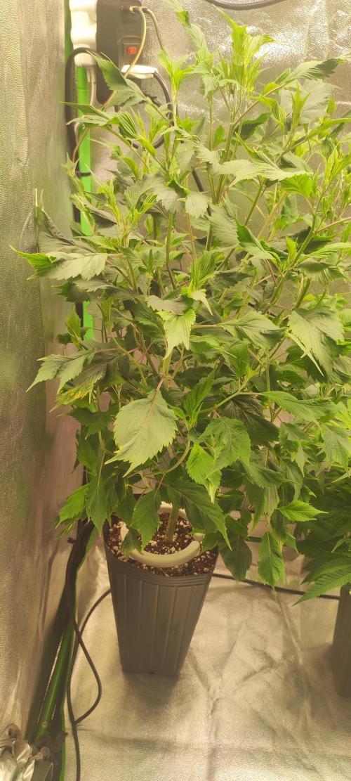 Ducksfoot. Week 7