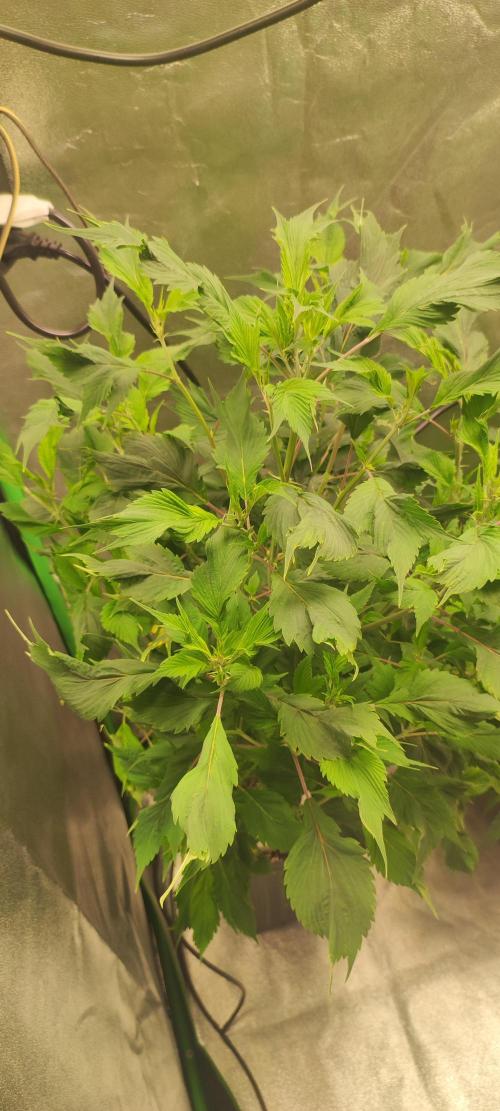 Ducksfoot. Week 7