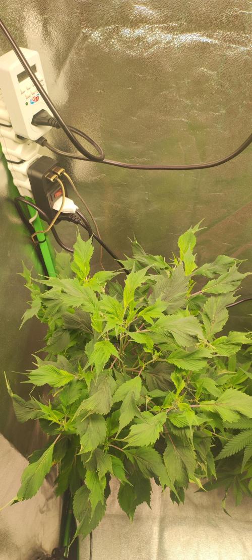 Ducksfoot. Week 7