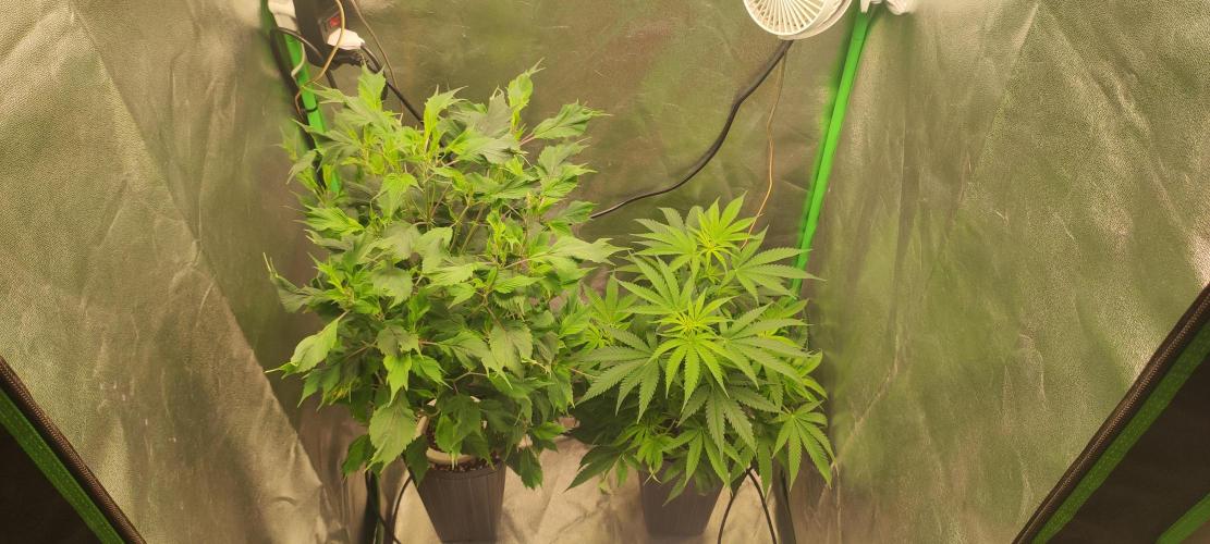 Ducksfoot. Week 7