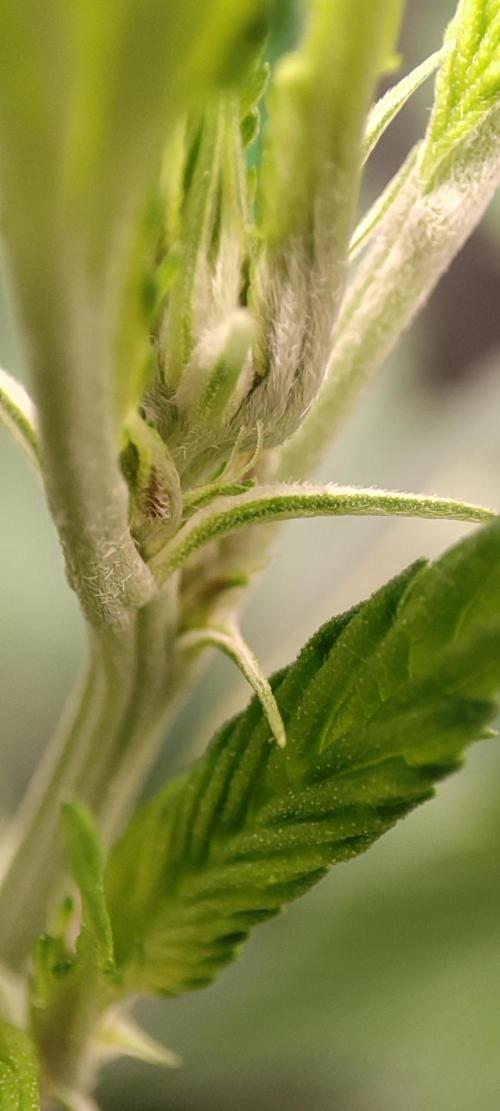 Ducksfoot. Week 7