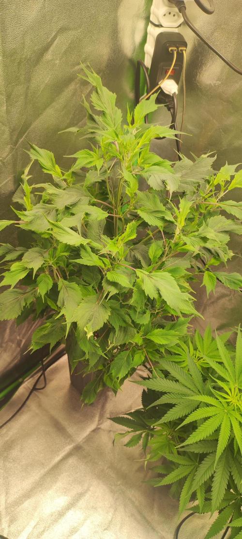 Ducksfoot. Week 7